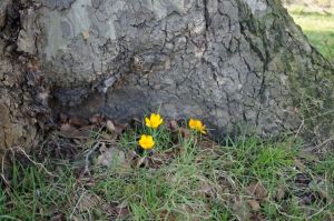 crocus growing around one of the old plane trees