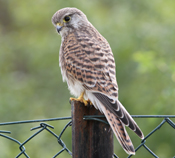 Kestrel